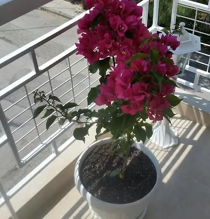 Grcka-reni Greece Nea Kallikrateia